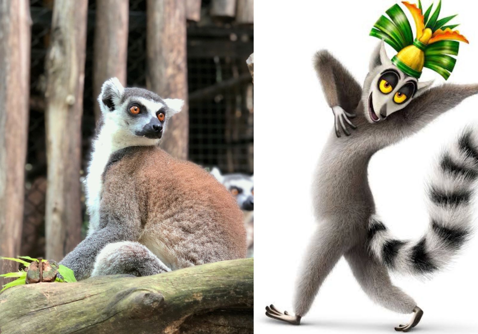 Lemur ekor cincin yang menjadi isnpirasi karakter king julien di film animasi madagscar Doc m dhiyaul haq